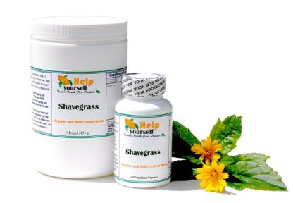 Shavegrass